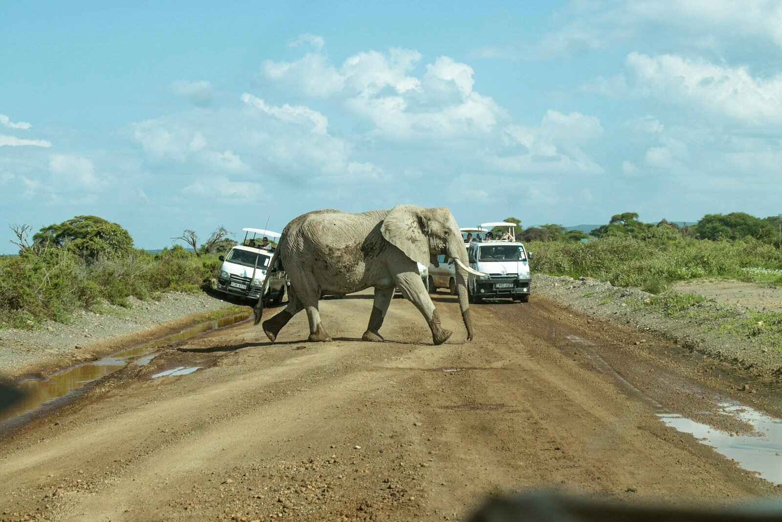 an elephant crossing a dirt road in front of tour vehicles, Amboseli National Park