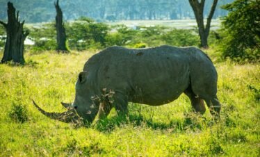 a rhino grazing in a grassy field with trees in the background