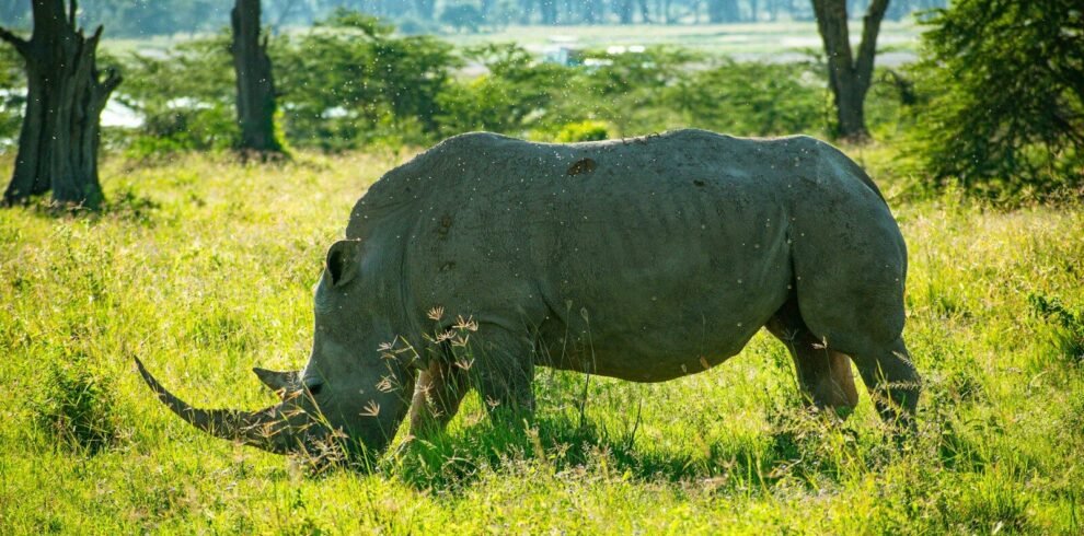a rhino grazing in a grassy field with trees in the background