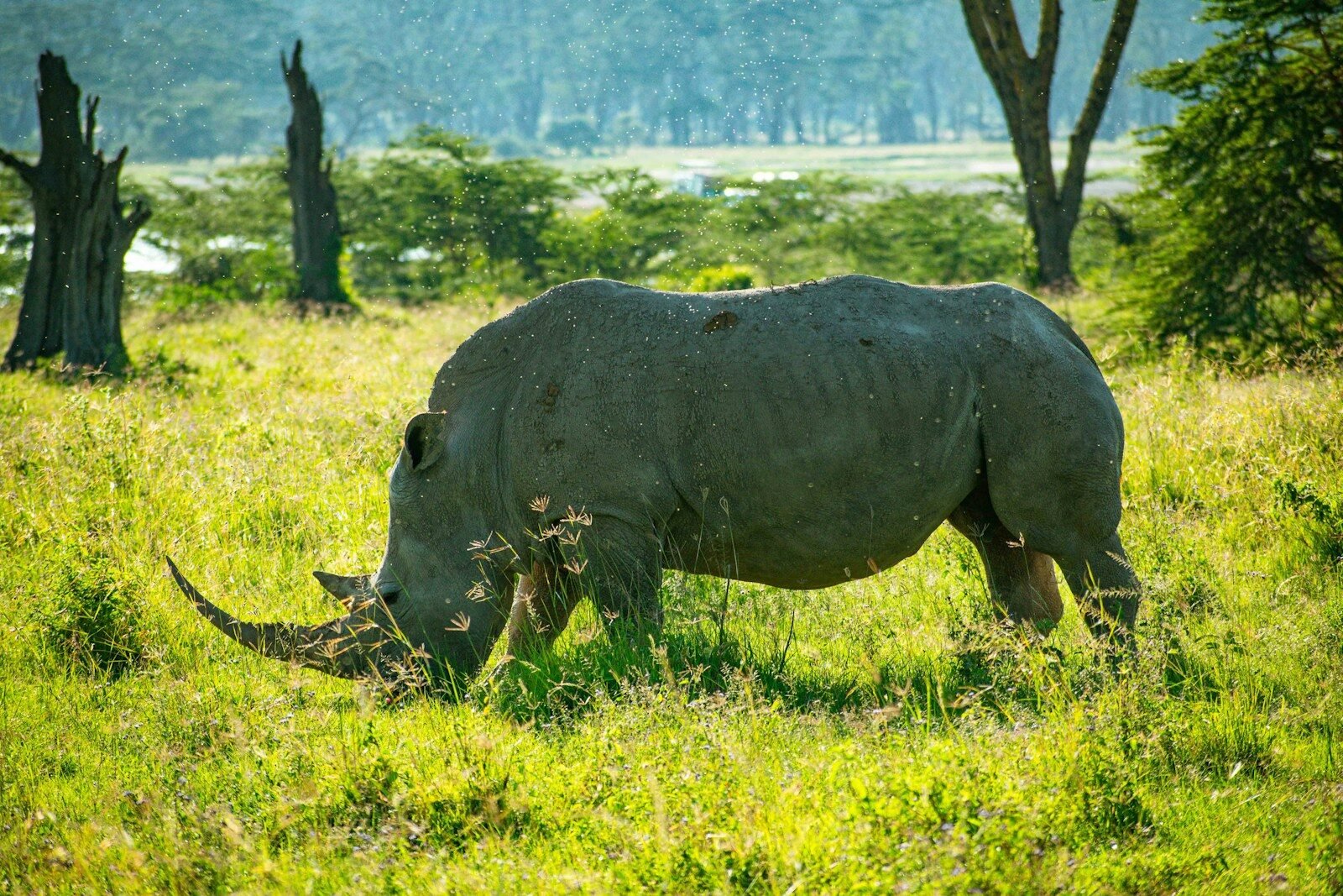 a rhino grazing in a grassy field with trees in the background