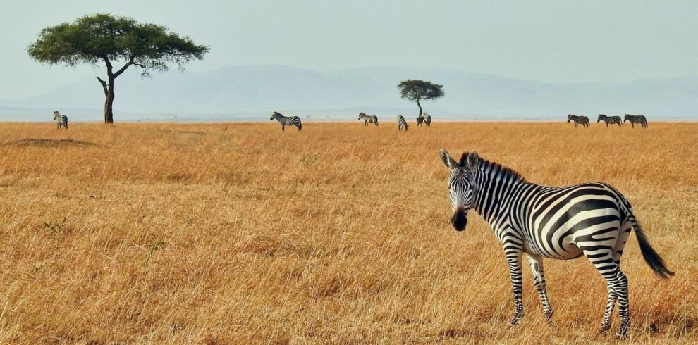 zebra in wild
