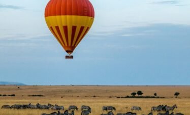 red and yellow hot air balloon over field with zebras