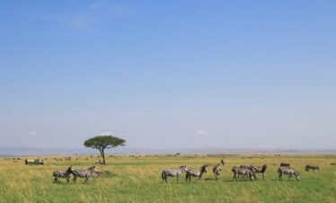 a group of zebras in a field