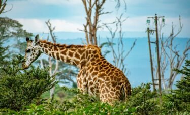 a giraffe standing in the middle of a forest