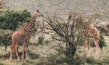giraffe beside tree