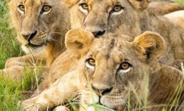 Lions at Nairobi National Park