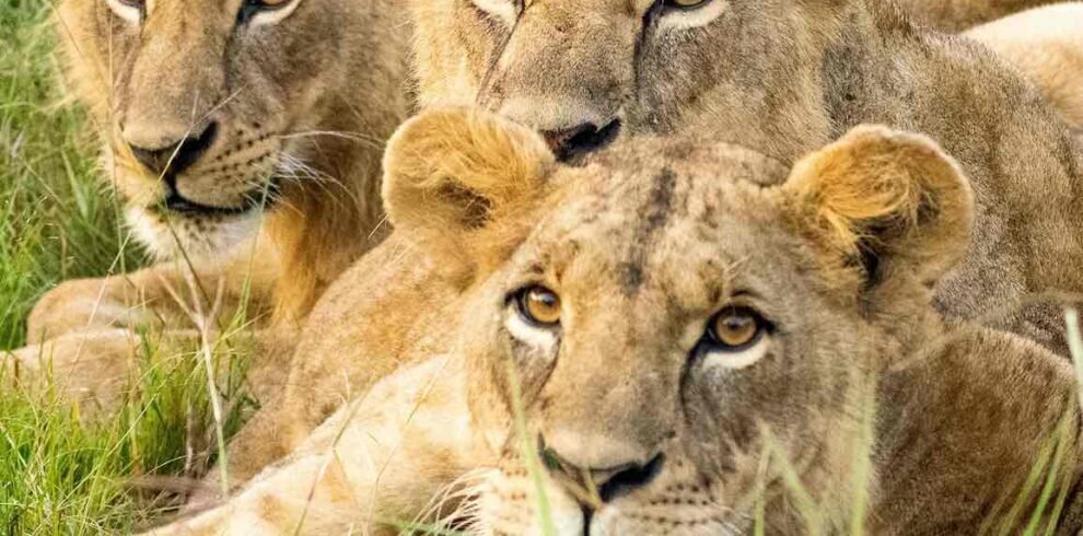 Lions at Nairobi National Park