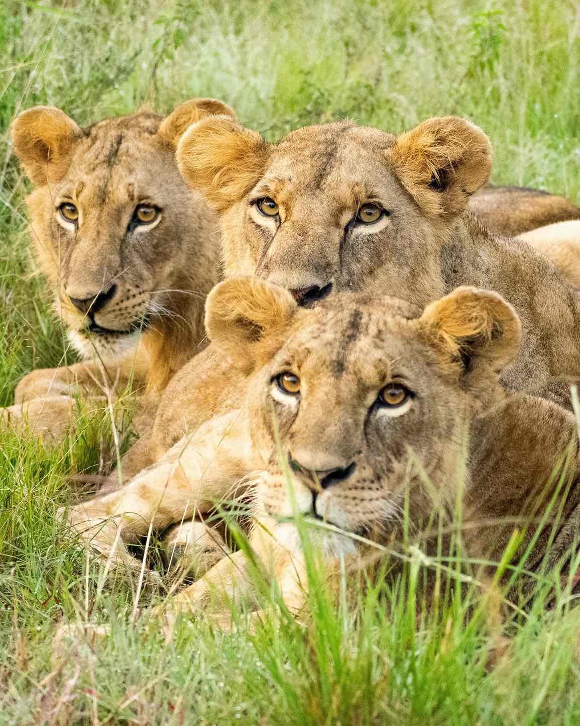 Lions at Nairobi National Park