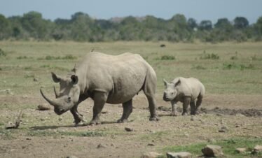 herd of rhinoceros on brown field during daytime, ol pejeta conservancy