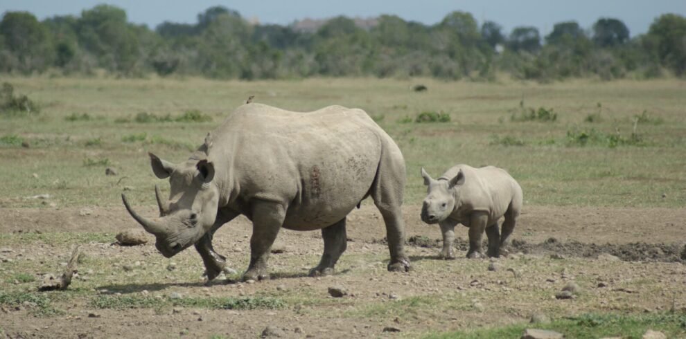 herd of rhinoceros on brown field during daytime, ol pejeta conservancy