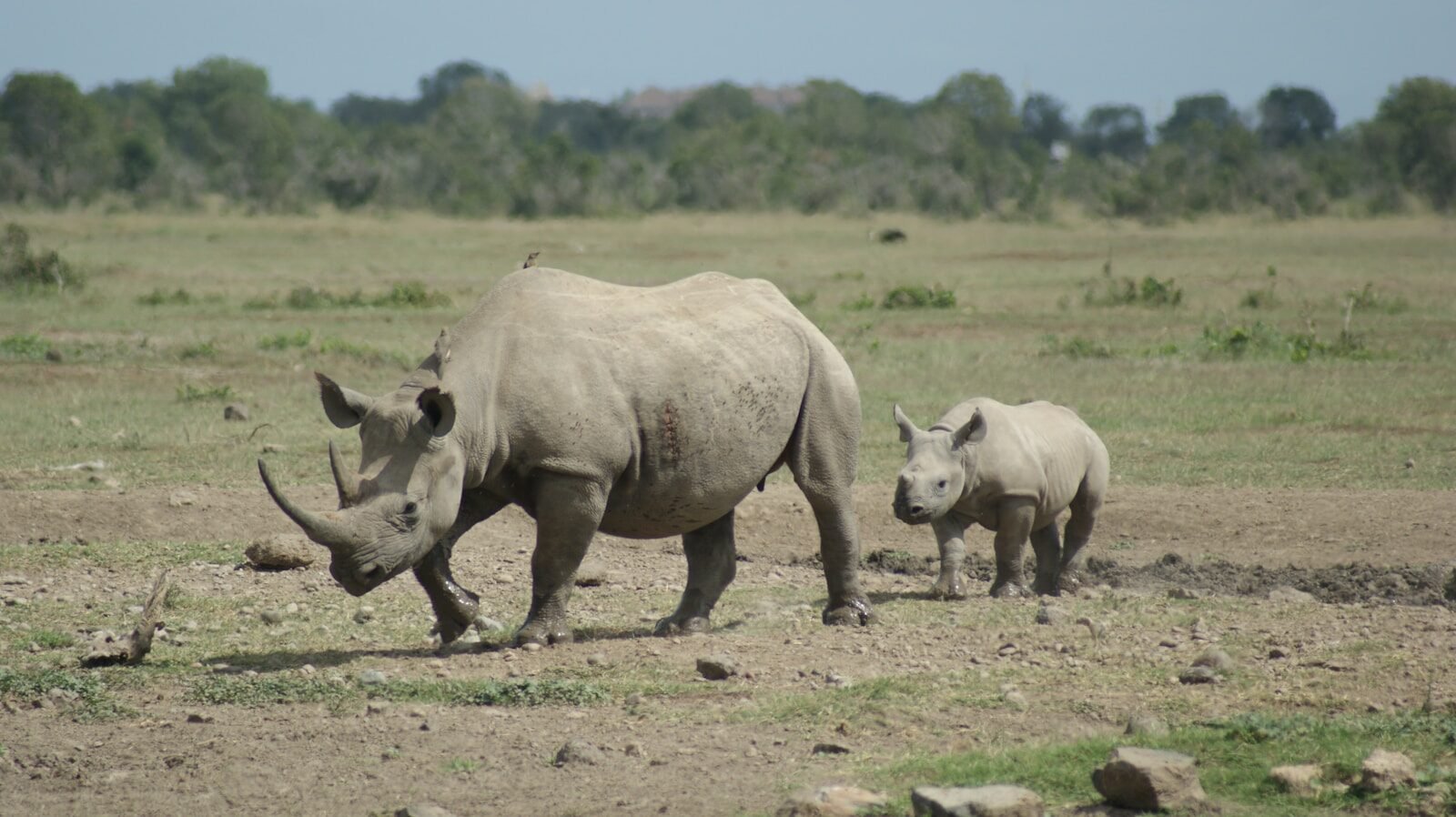 herd of rhinoceros on brown field during daytime, ol pejeta conservancy