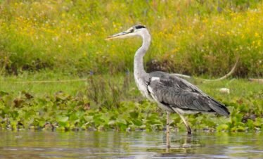 a bird is standing in the water near the grass
