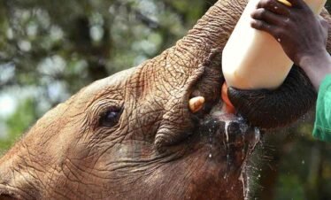elephant orphanage