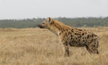 a spotted hyena in a field of dry grass