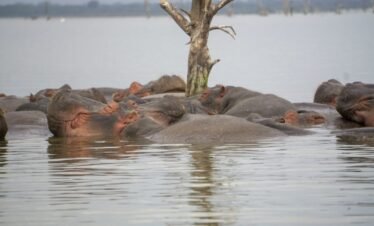 black and brown animal on water during daytime