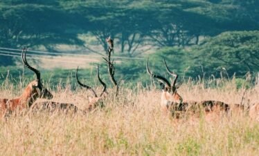 group of deer on brown grass field during daytime