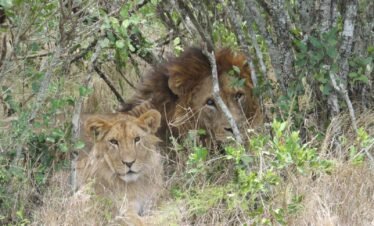 a couple of lions standing next to each other in a forest