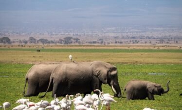 a herd of elephants walking across a lush green field, Amboseli national reserve