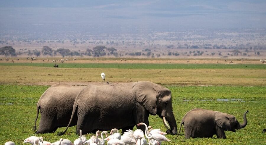 a herd of elephants walking across a lush green field, Amboseli national reserve