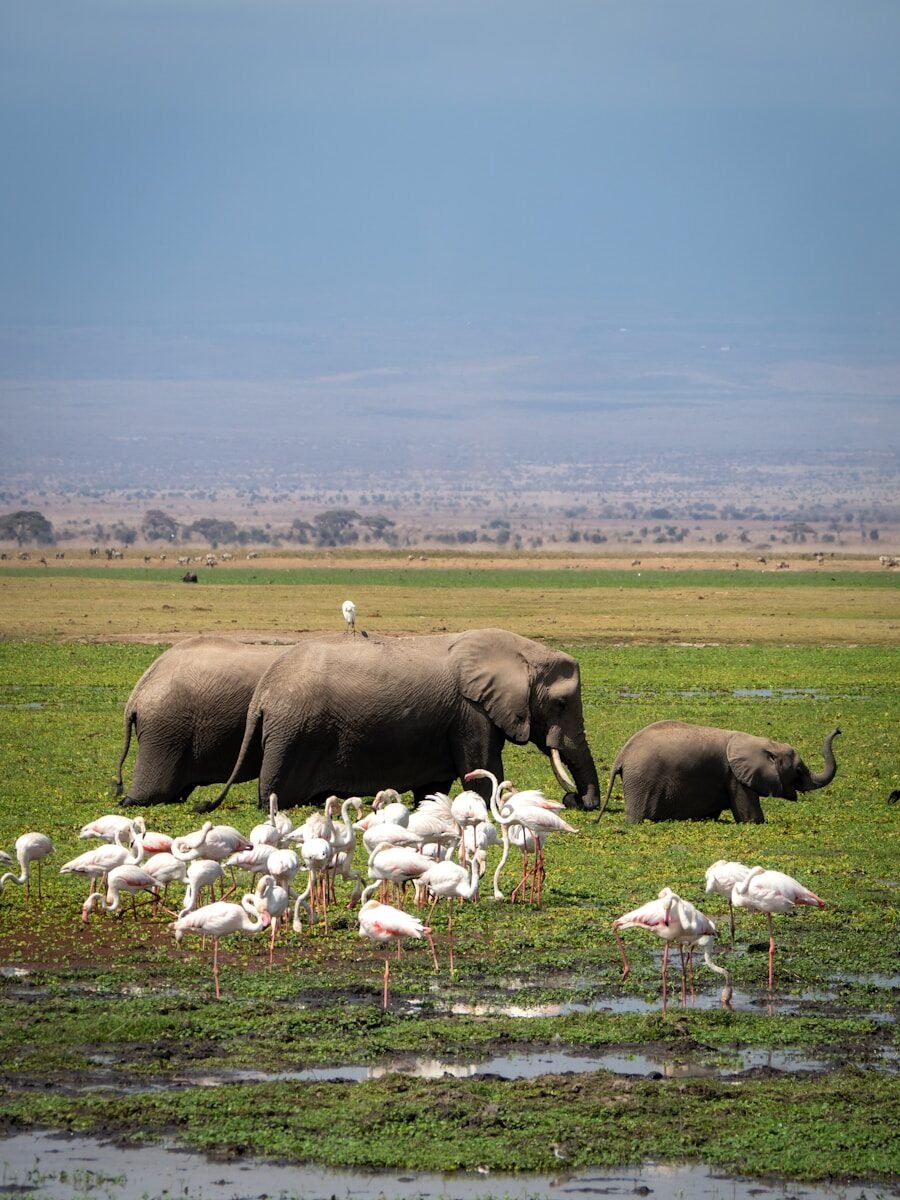 a herd of elephants walking across a lush green field, Amboseli national reserve