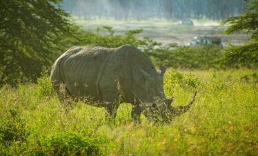 a rhino grazing in a field of tall grass
