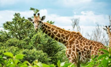 two giraffes standing in the middle of a forest