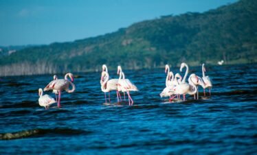a group of flamingos wading in a body of water