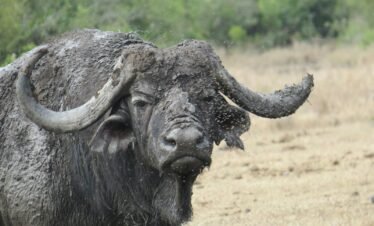 a close up of a bull with very large horns