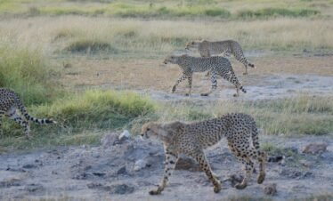 A herd of cheetah walking across a grass covered field