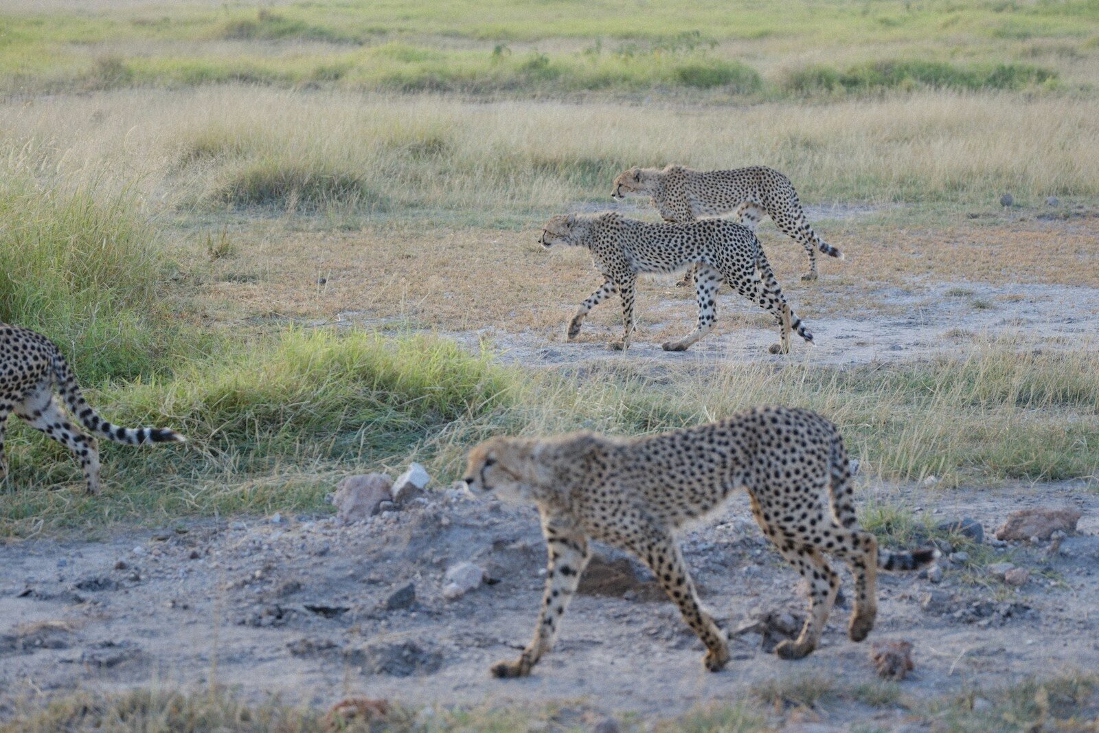 A herd of cheetah walking across a grass covered field
